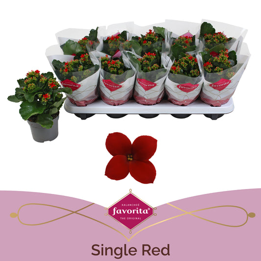 Kalanchoe Lipstick Red 22cm 10.5cm Pot
