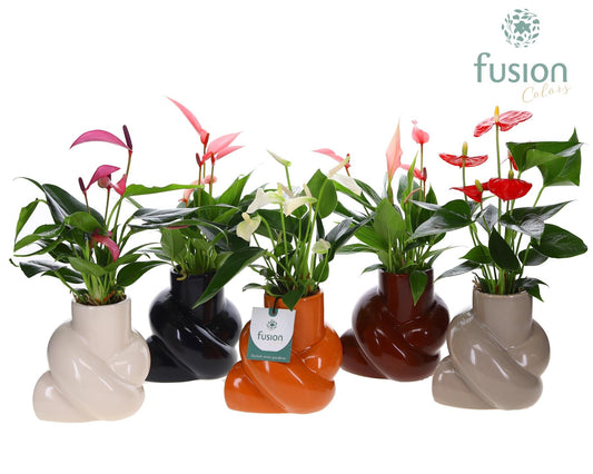 Keramiek knooppot met Anthurium 29cm 12cm Pot