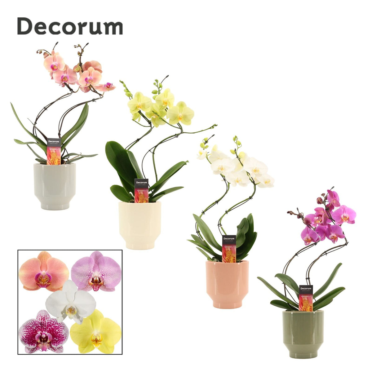 Phalaenopsis mix 50cm 12cm Pot