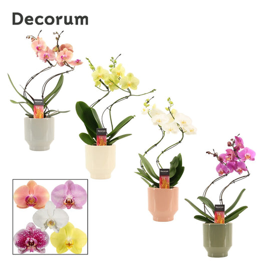 Phalaenopsis mix 50cm 12cm Pot