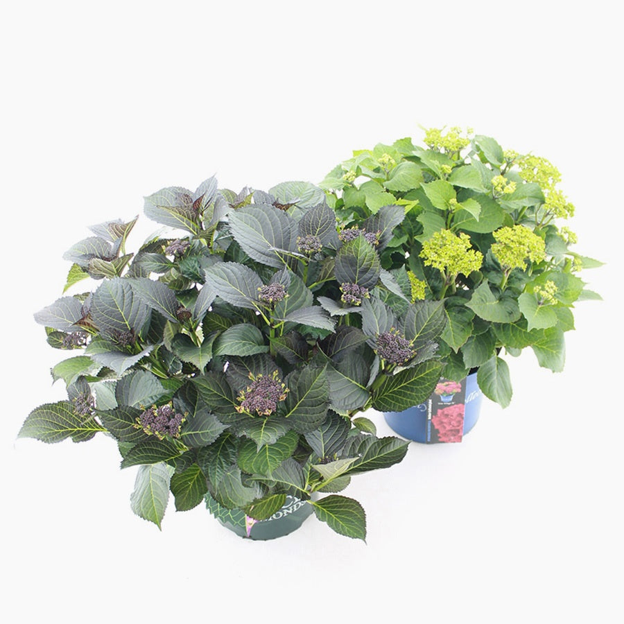 Hydrangea macrophylla 50cm 28cm Pot