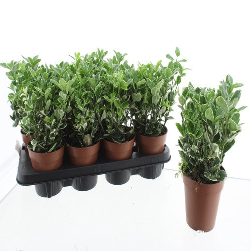 Euonymus Kathy 30cm 13cm Pot
