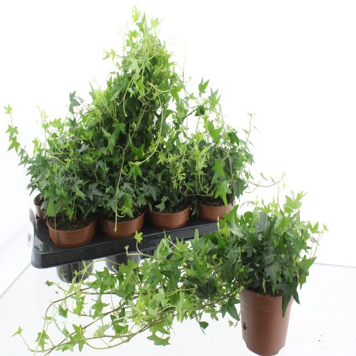 Hedera helix Jacobine basket 13cm Pot