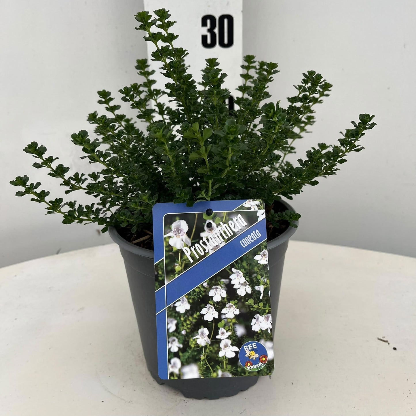 Prostanthera cuneata 25cm 17cm Pot