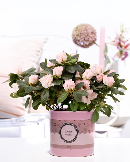Rhododendron Terra Nova 25cm 12cm Pot