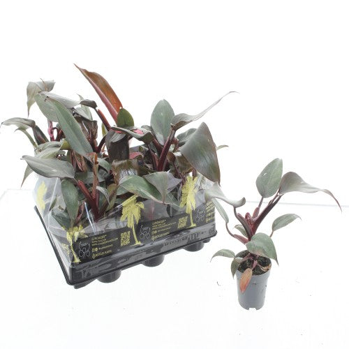 Philodendron Pink Princess 15cm 6cm Pot