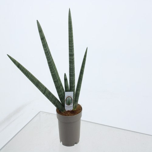 Sansevieria cyl. Handshake 45cm 12cm Pot