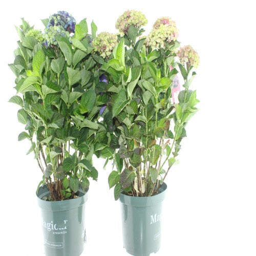Hydrangea macrophylla Magical Revolution mix 65cm 29cm Pot