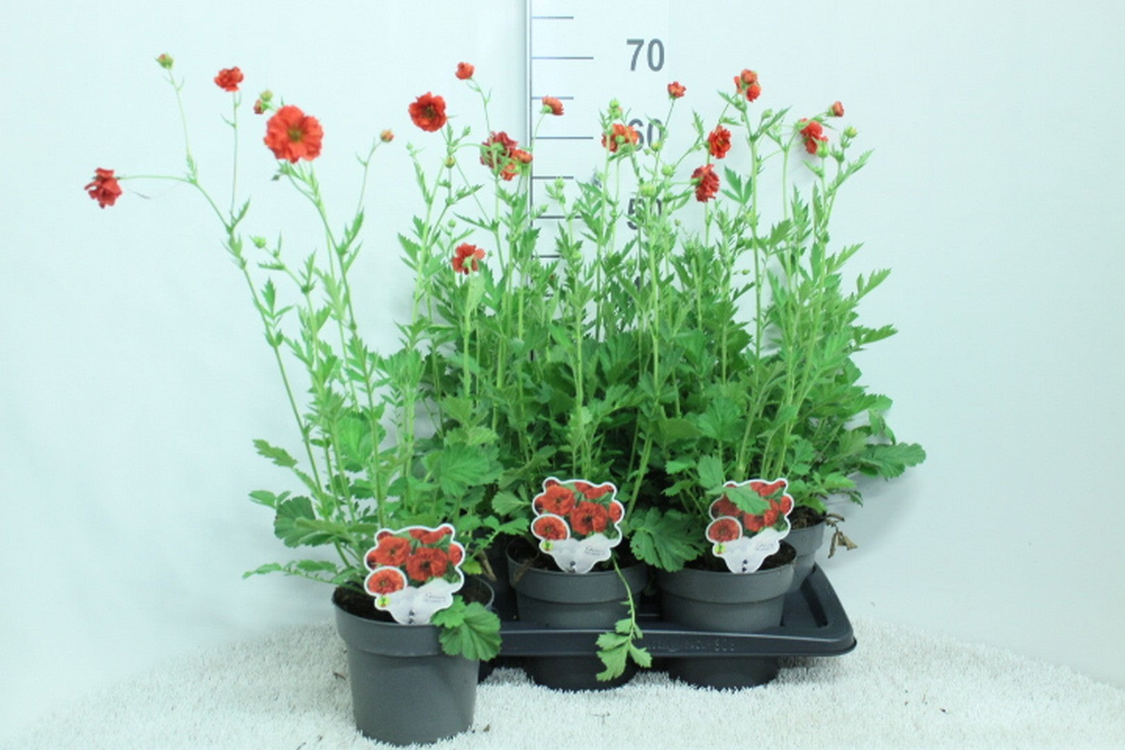 Geum rivale 65cm 17cm Pot