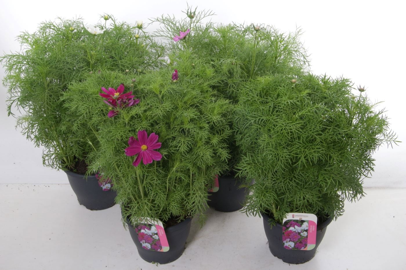 Cosmos bip. Sonata mix 65cm 23cm Pot