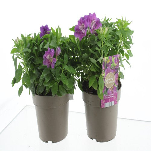 Alstroemeria Inca mix 30cm 17cm Pot
