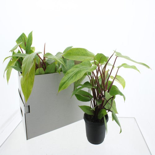 Philodendron Painted Lady 40cm 17cm Pot