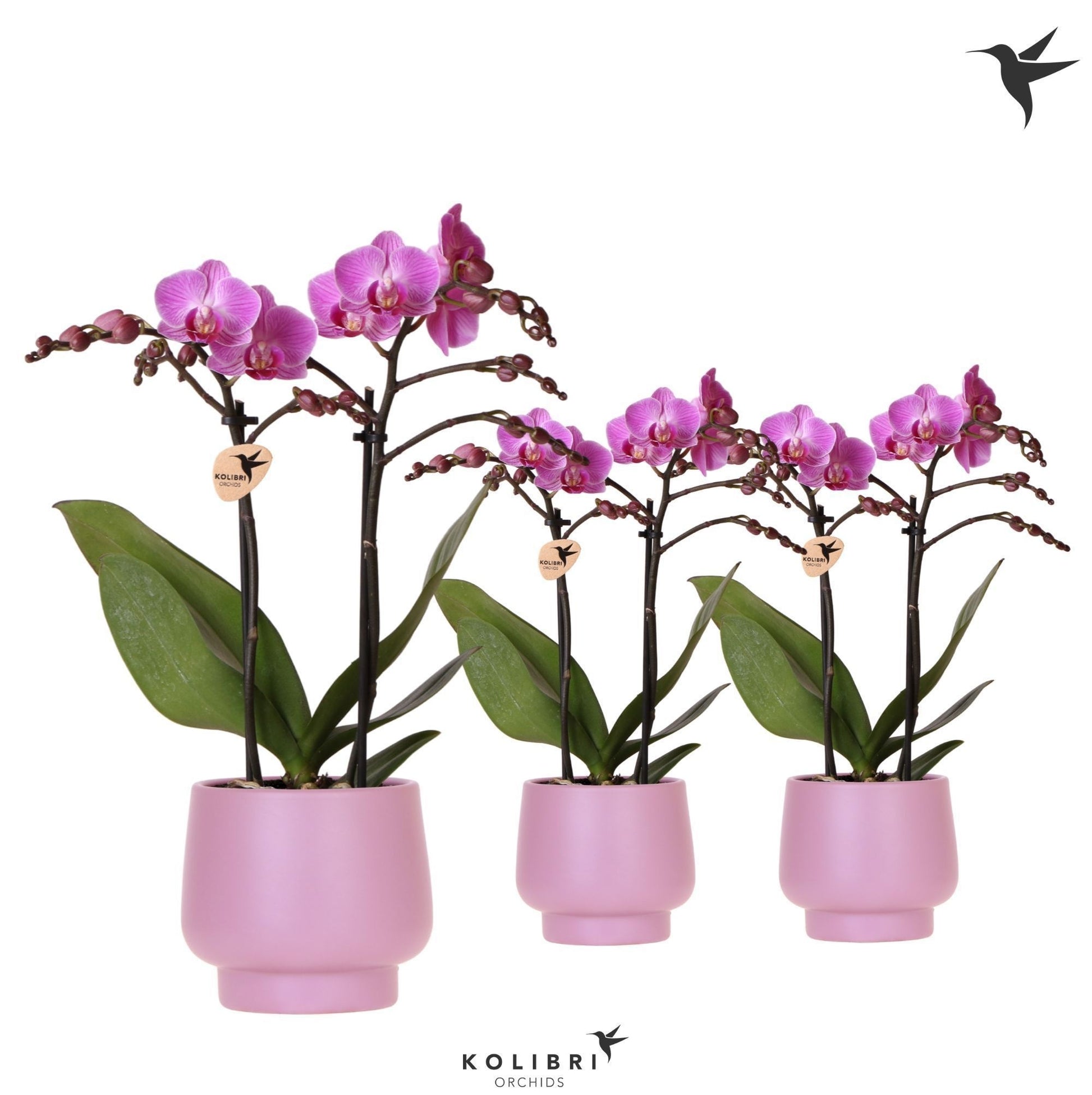 Phalaenopsis Purple 40cm 9cm Pot