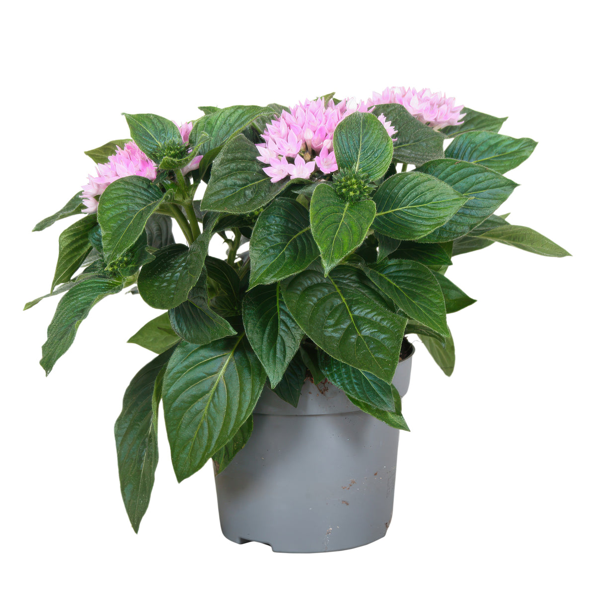 Pentas Starcluster Lavender 25cm 13cm Pot