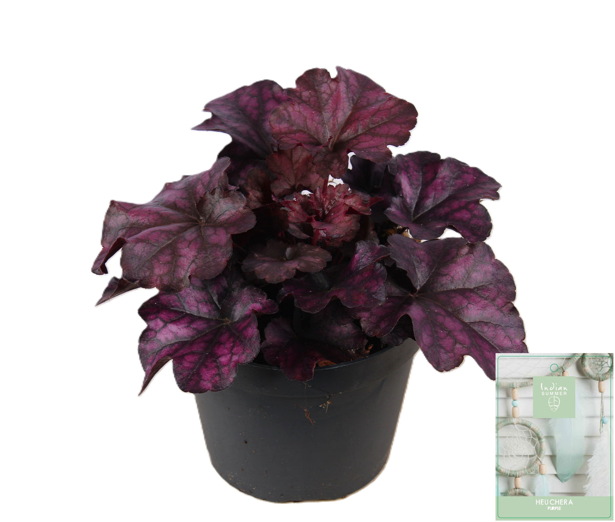 Heuchera Indian Summer purple 25cm 15cm Pot