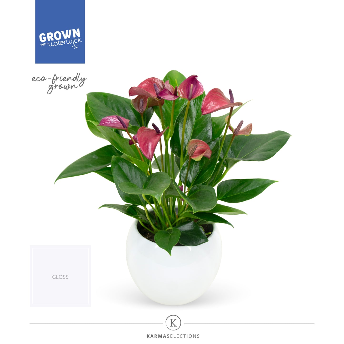 Anthurium Karma Purple 43cm 12cm Pot