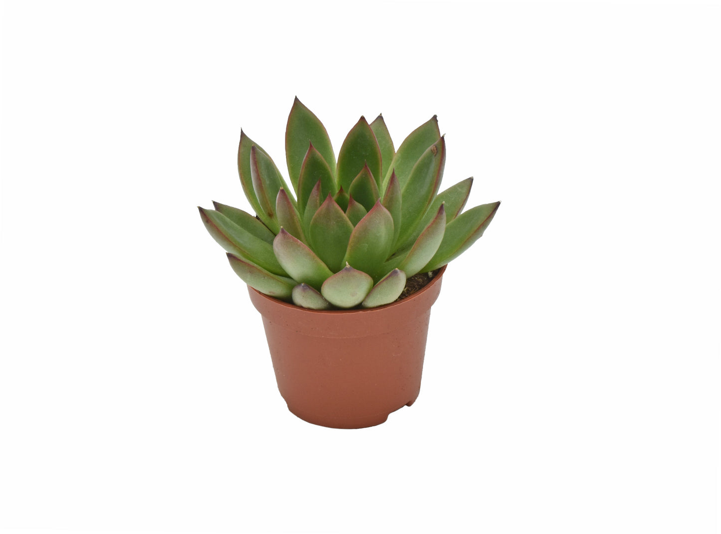 Echeveria agavoides Ami-Fiesta 9cm 6cm Pot