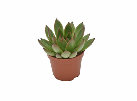 Echeveria agavoides Ami-Fiesta 9cm 6cm Pot