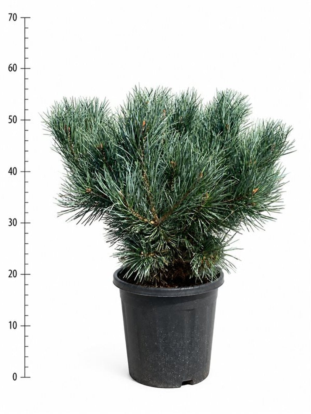 Pinus sylvestris Watereri 55cm 32cm Pot