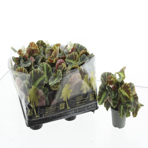 Begonia Cleopatrae 10cm 6cm Pot
