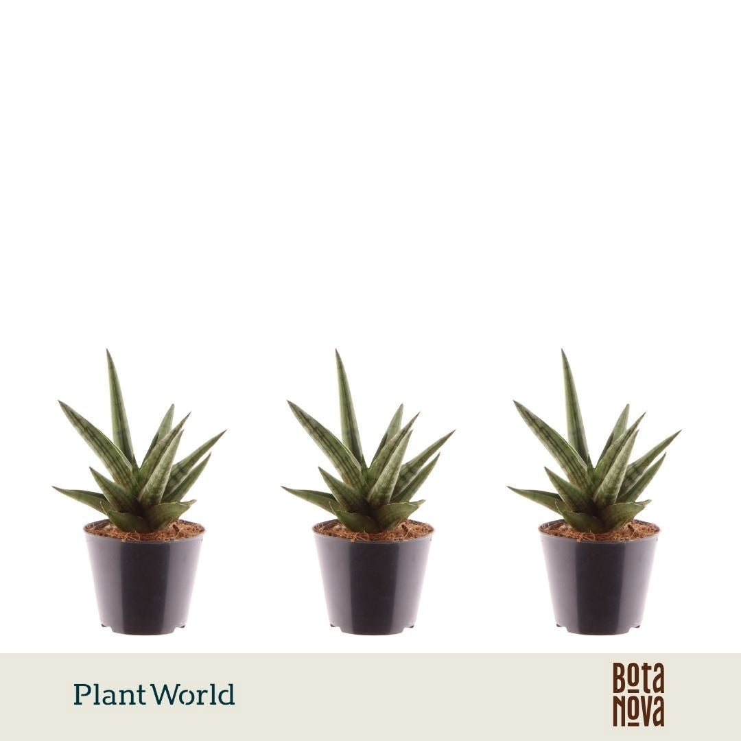 Sansevieria 30cm 8.5cm Pot