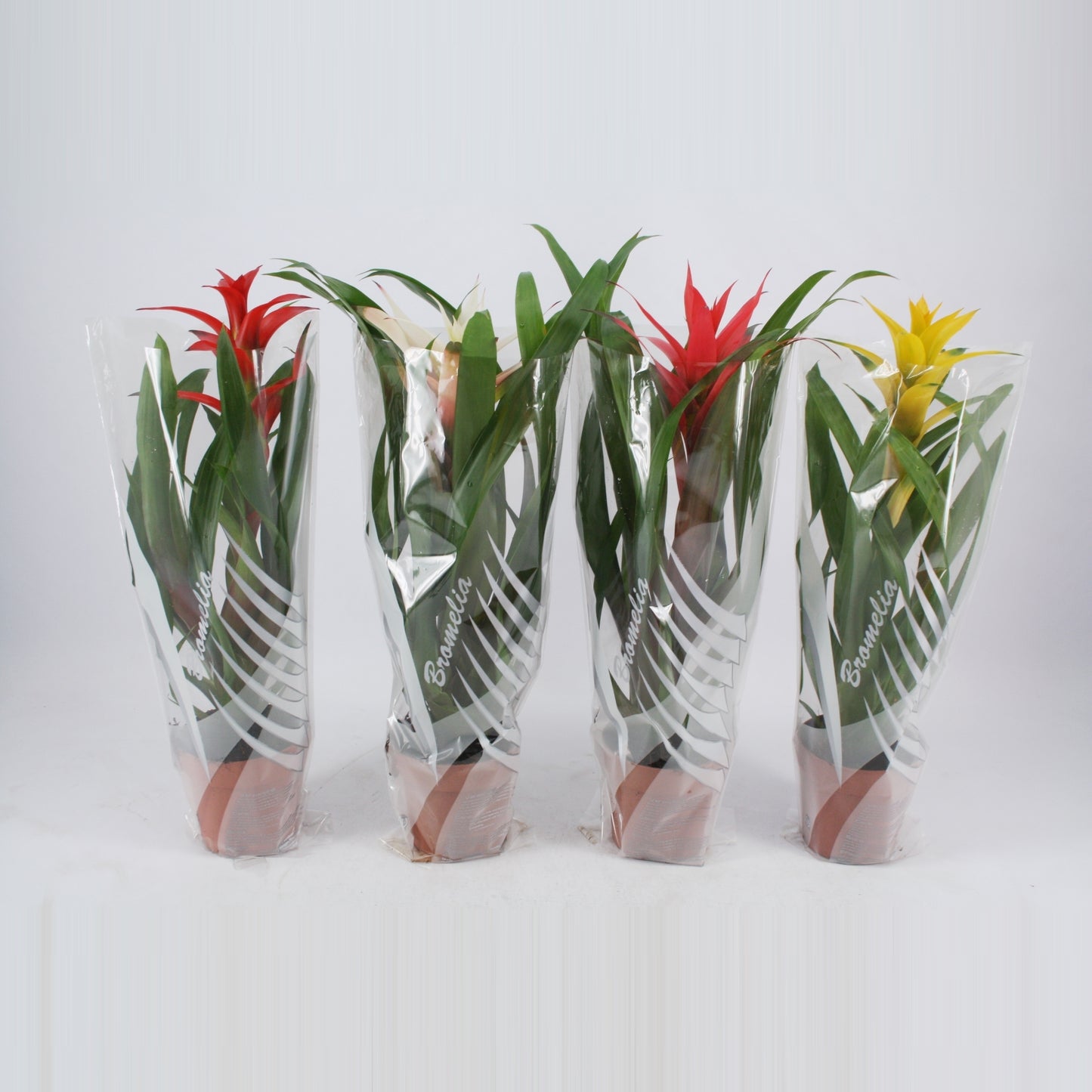 Guzmania mix 45cm 12cm Pot