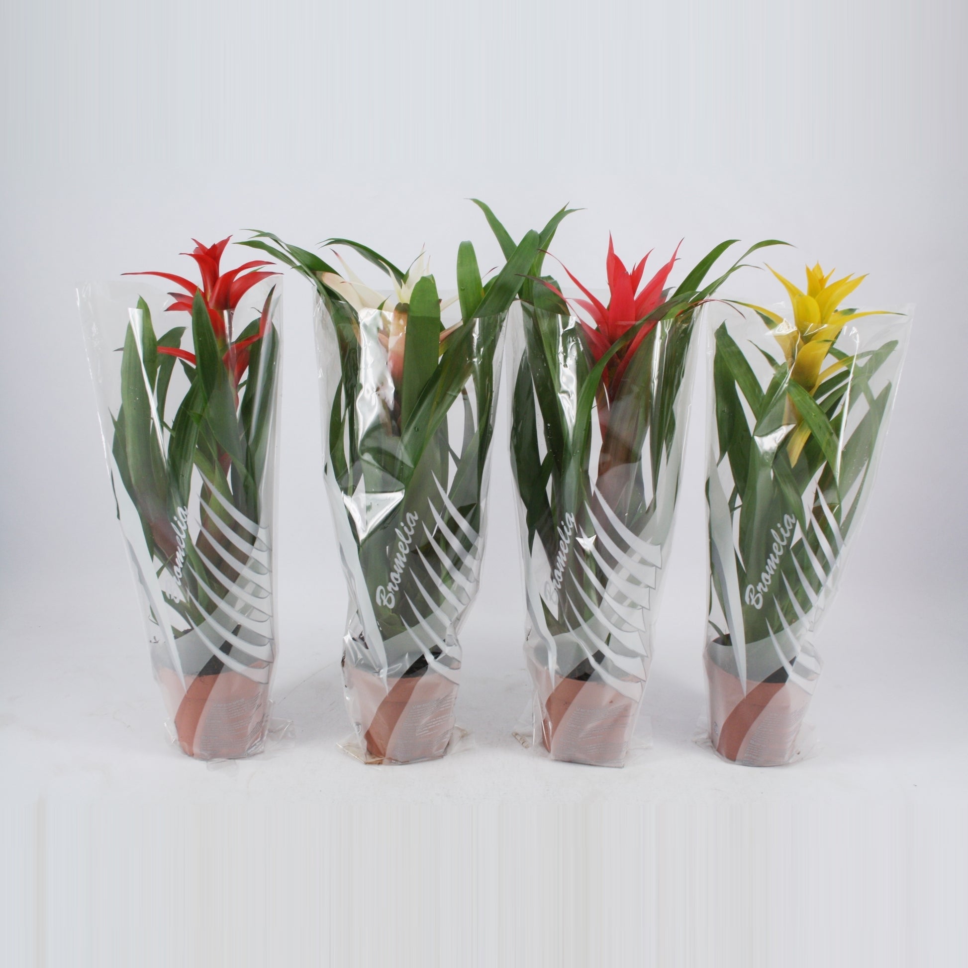 Guzmania mix 45cm 12cm Pot