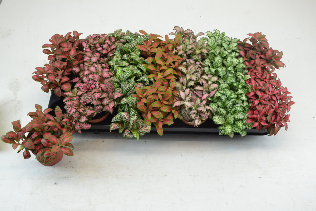 Fittonia mix 12cm 8.5cm Pot