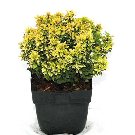 Berberis overig 30cm 17cm Pot