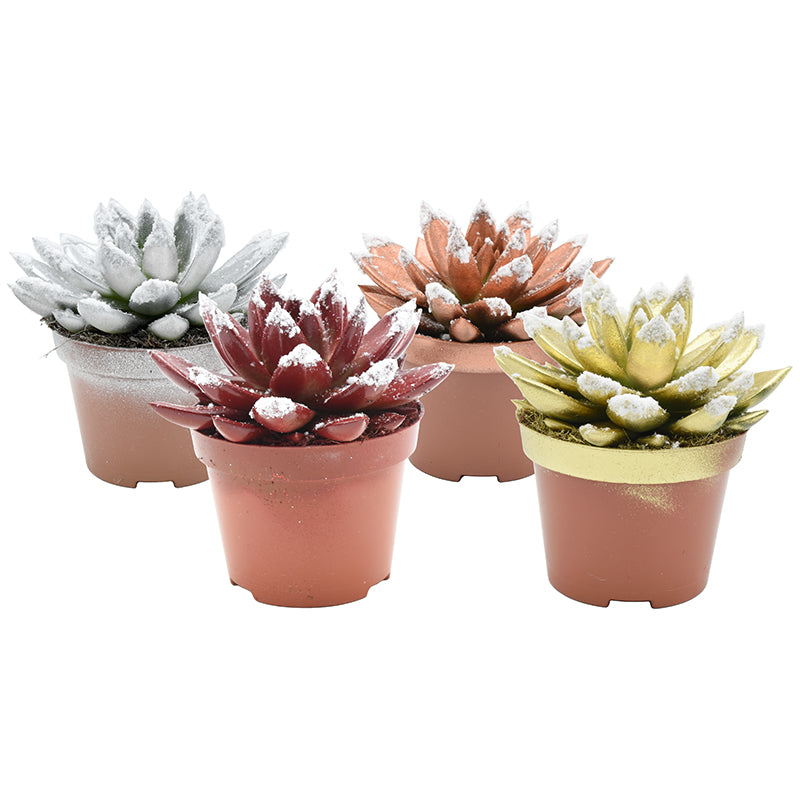 Echeveria colored mix 13cm 10.5cm Pot