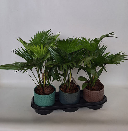 Livistona rotundifolia 50cm 17cm Pot