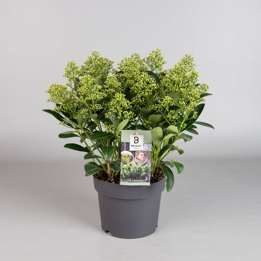 Skimmia japonica Finchy 45cm 19cm Pot