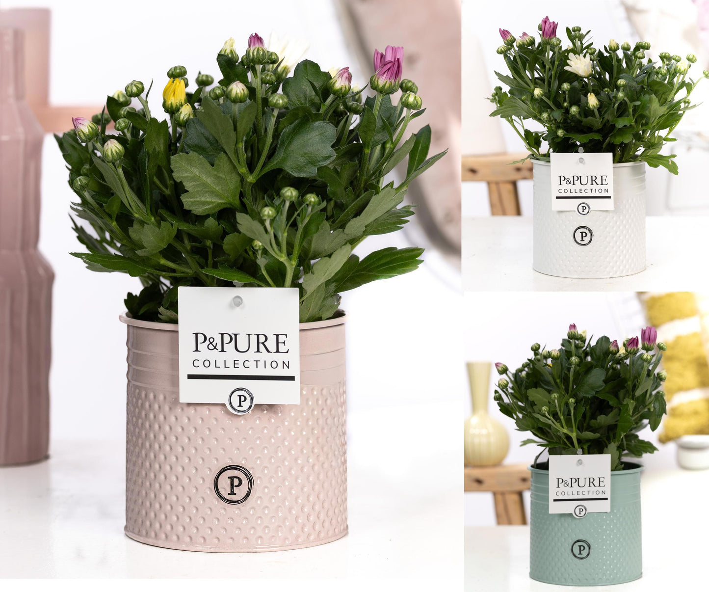 Pure Collection Chrysanthemum carnaval mix Pack of 5