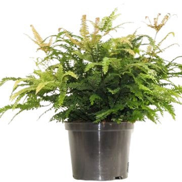 Adiantum Bronze Venus 45cm 24cm Pot