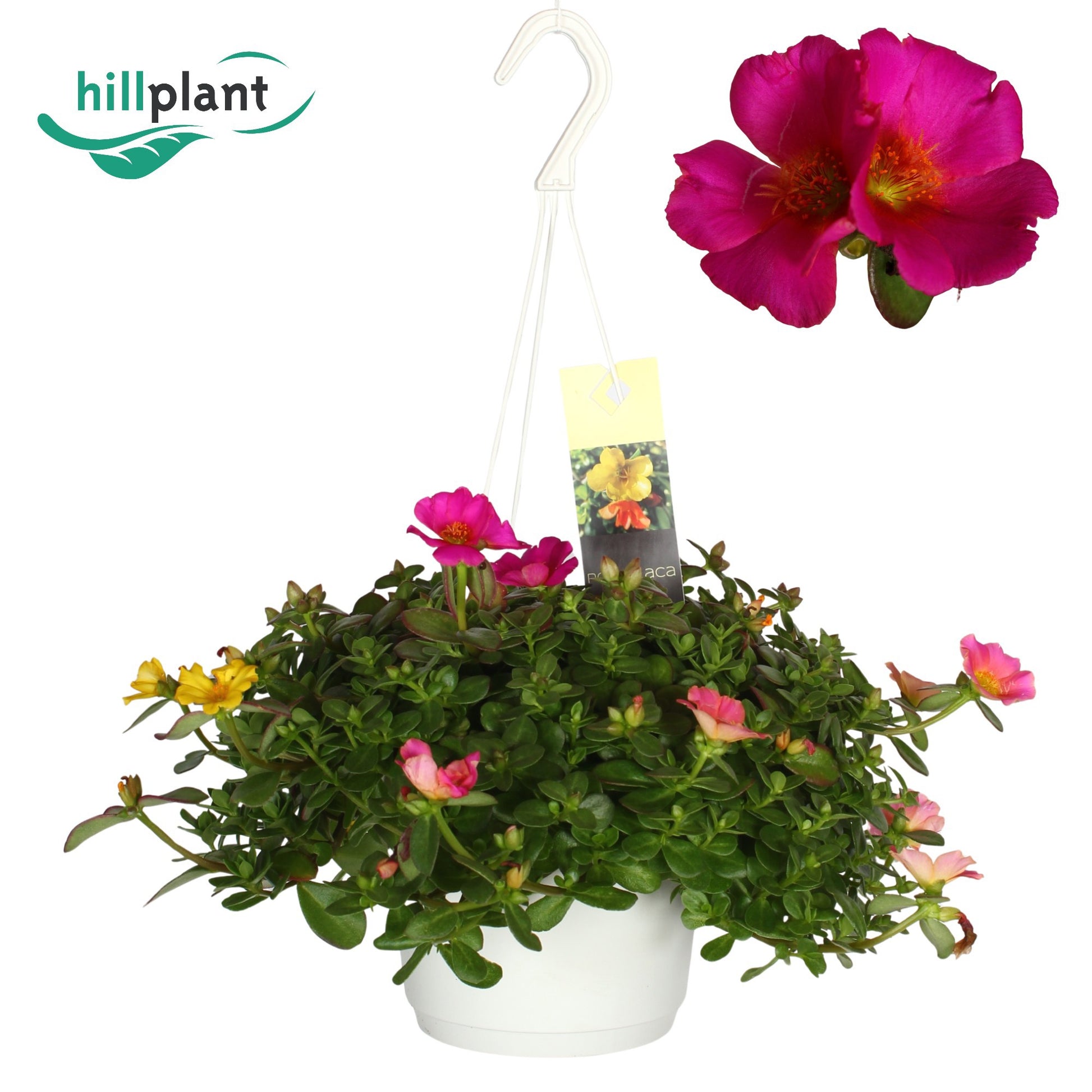 Portulaca carnaval 40cm 17cm Pot