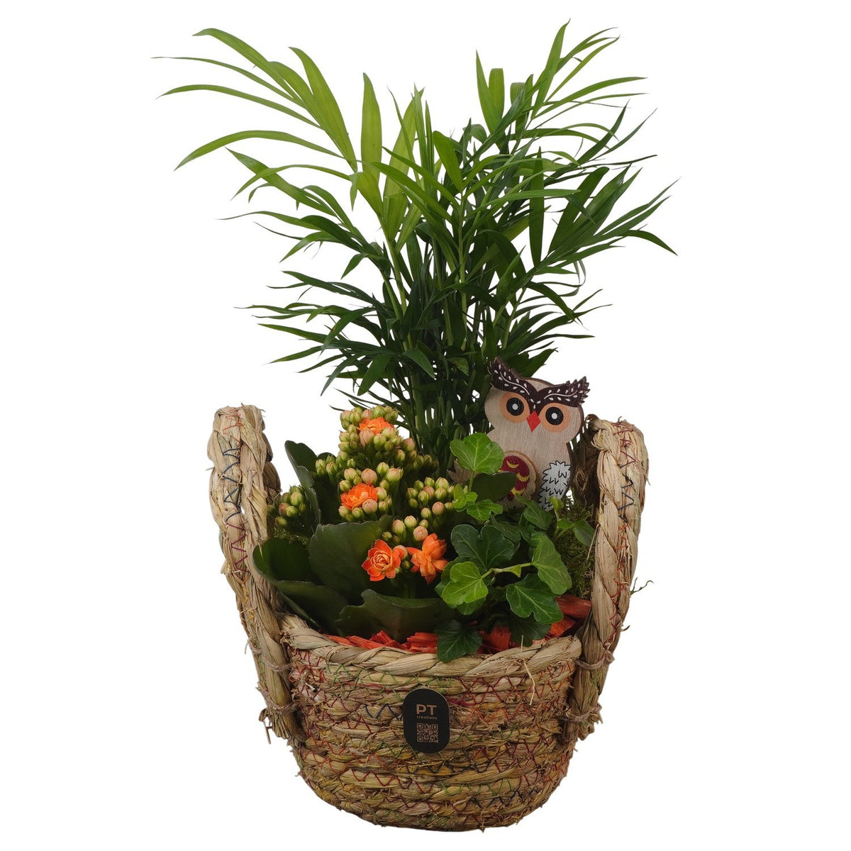 Indoor arrangement 32cm 16cm Pot