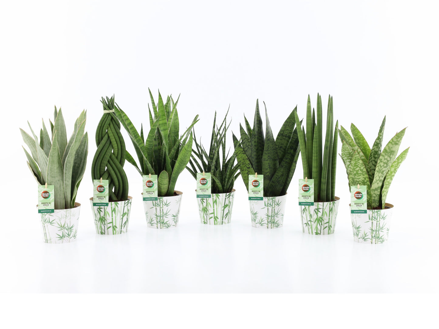 Foliage houseplants mix 35cm 12cm Pot