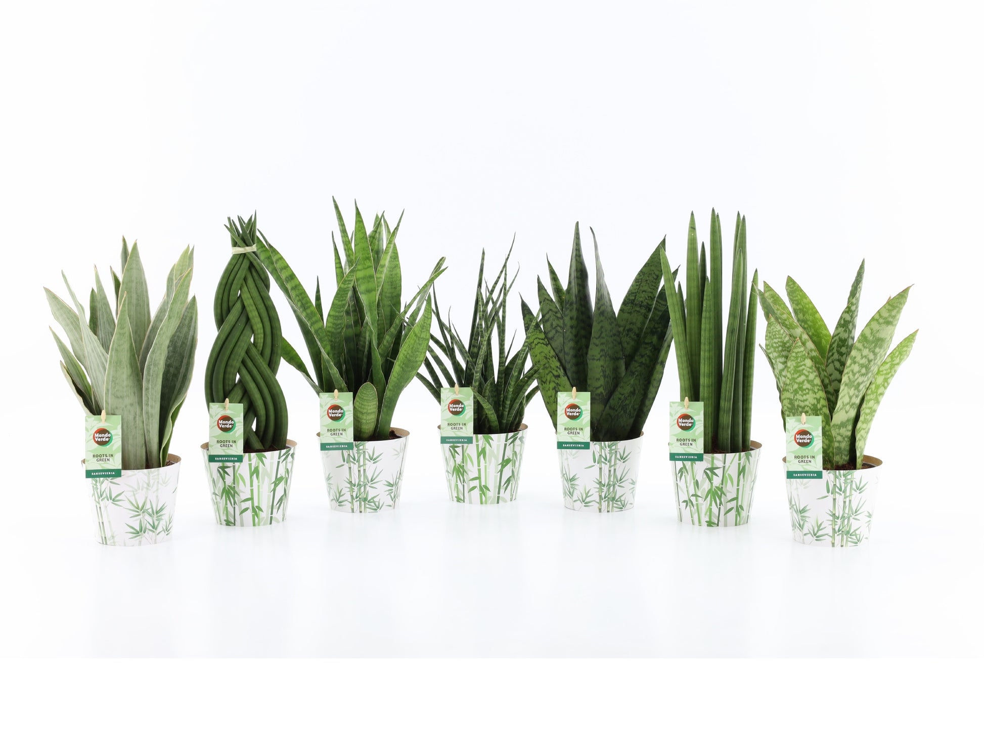 Foliage houseplants mix 35cm 12cm Pot