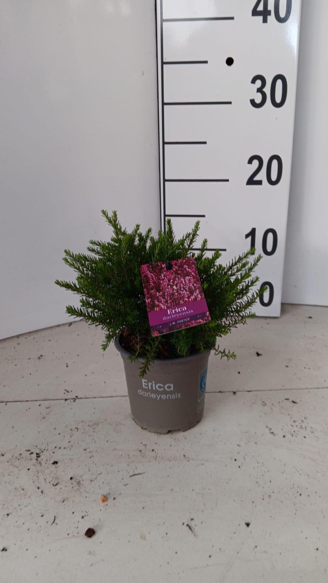 About Plants Zundert BV Erica Jenny Porter Pack of 12