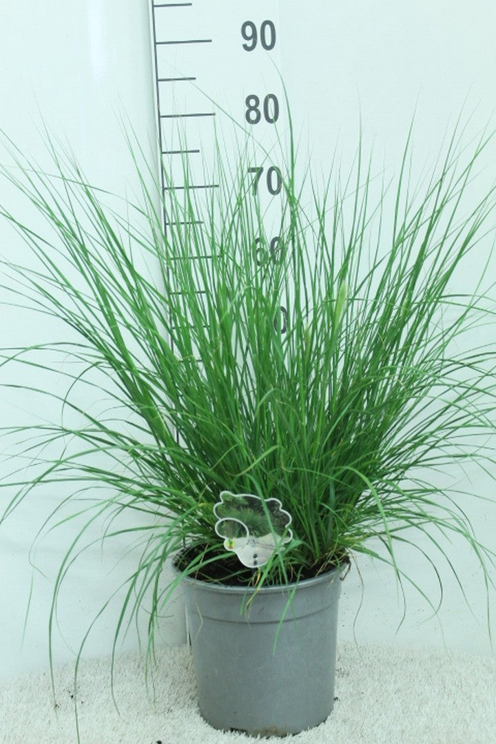 Pennisetum Hameln 80cm 24cm Pot