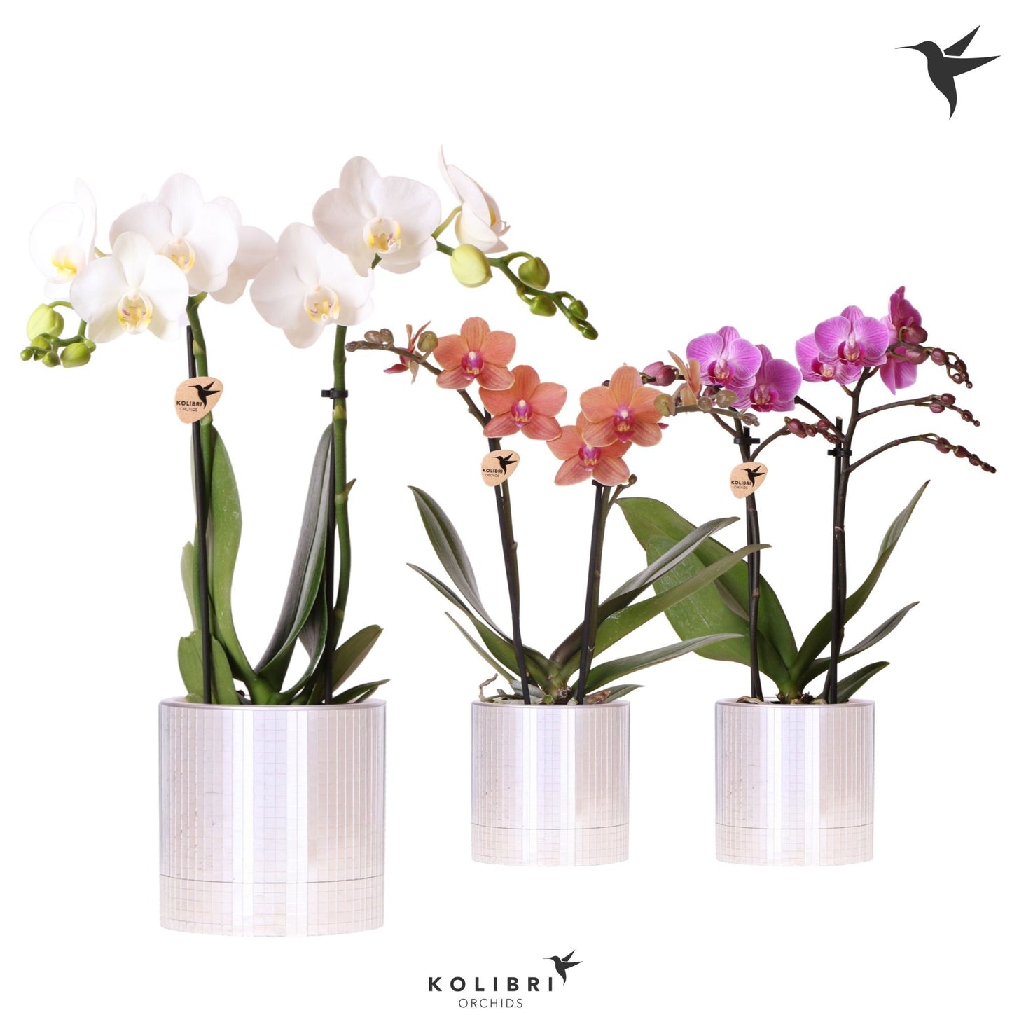 Phalaenopsis mix 40cm 9cm Pot
