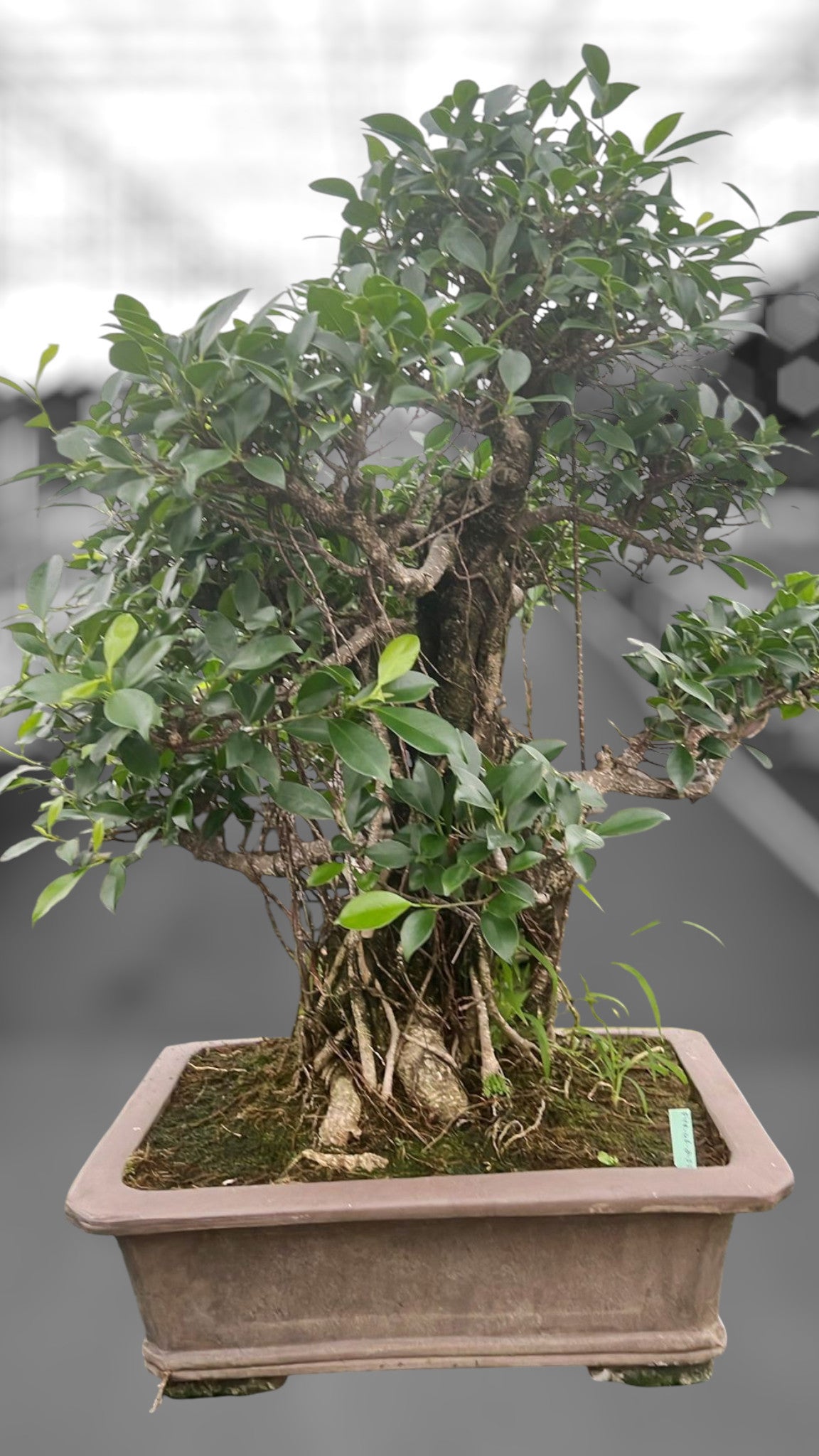 Bonsai Mix 85cm 46cm Pot