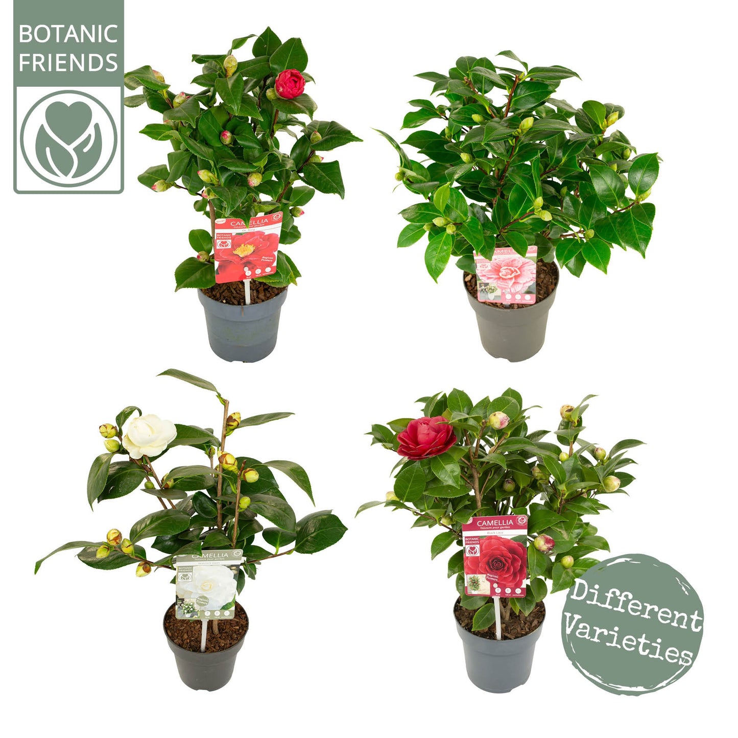 Camellia japonica mix 40cm 15cm Pot