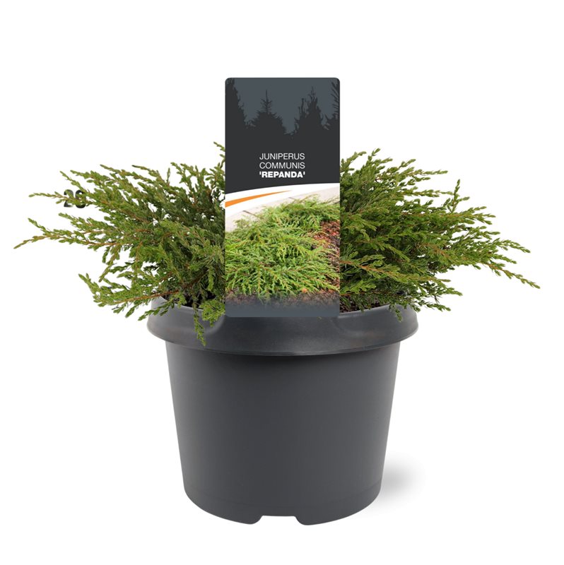 Juniperus Repanda 25cm 19cm Pot