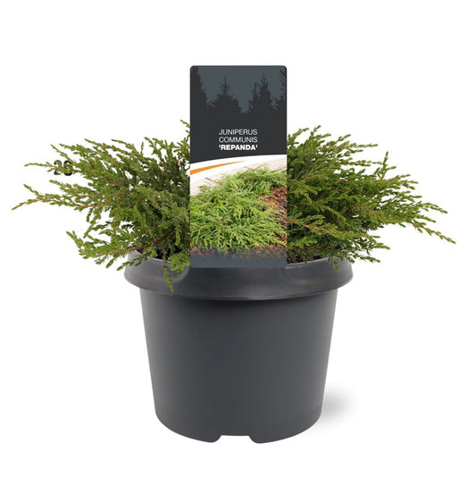 Juniperus Repanda 25cm 19cm Pot