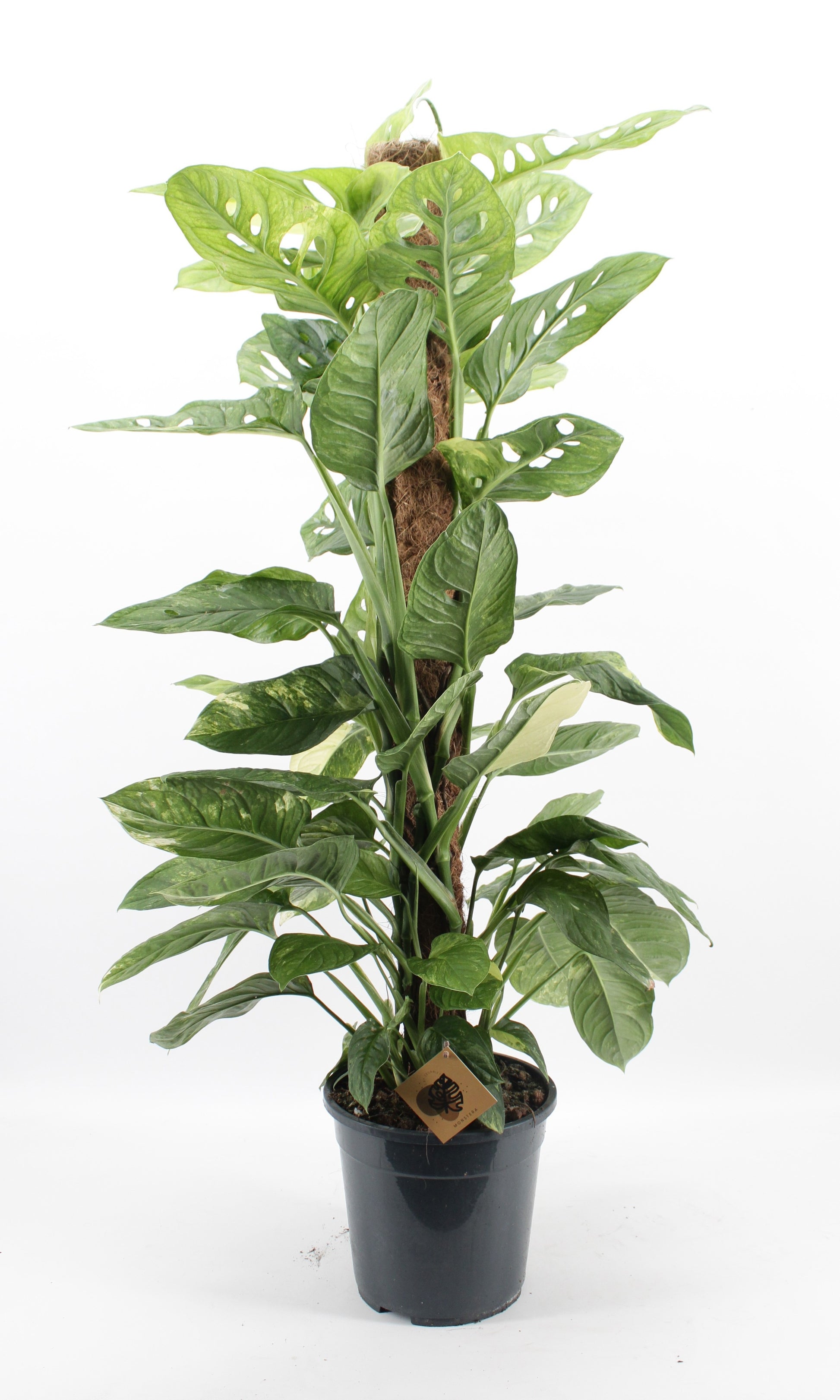 Zeur Niet, kwekerij Monstera Variegated Pack of 1