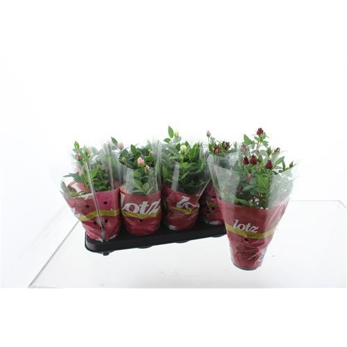 Rosa Lotz of Mix 27cm 12cm Pot