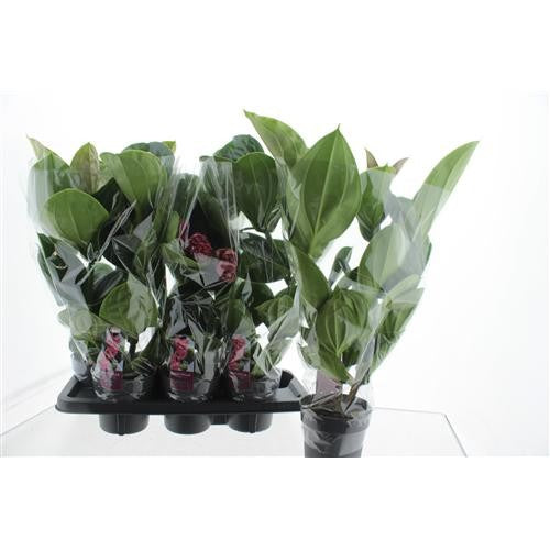 Medinilla Lambada 65cm 14cm Pot
