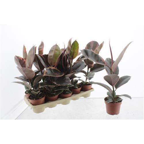 Ficus el. Belize 40cm 12cm Pot