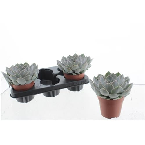 Echeveria Grande Cinza 16cm 12cm Pot